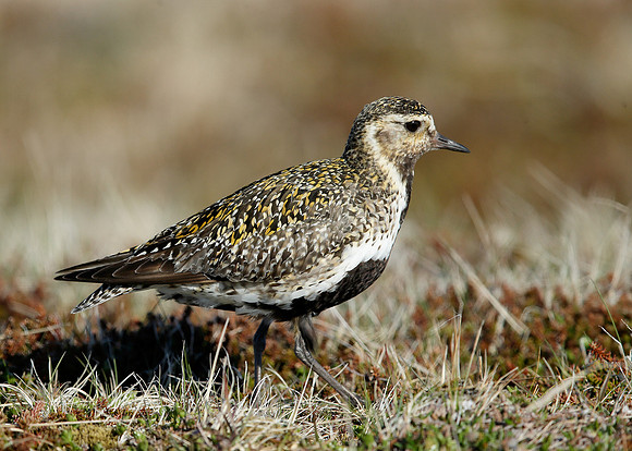 Golden Plover Pluvialis apricaria