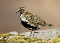 Golden Plover Pluvialis apricaria