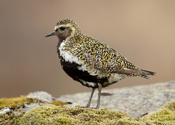 Golden Plover Pluvialis apricaria