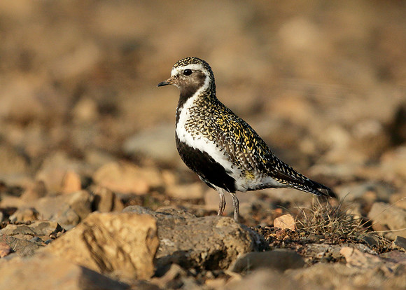 Golden Plover Pluvialis apricaria