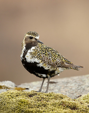 Golden Plover Pluvialis apricaria
