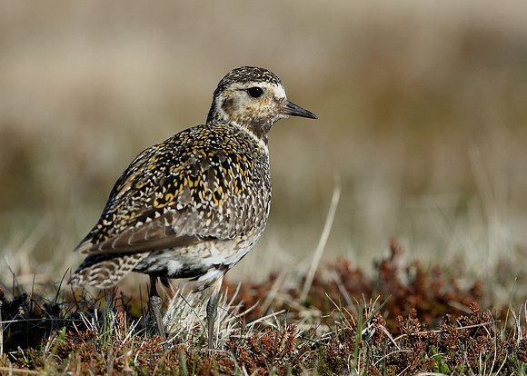 Golden Plover Pluvialis apricaria