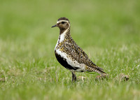 Golden Plover Pluvialis apricaria