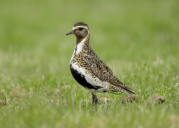 Golden Plover Pluvialis apricaria