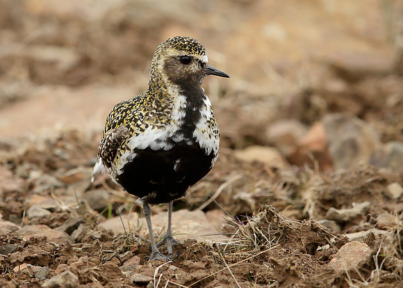 Golden Plover Pluvialis apricaria