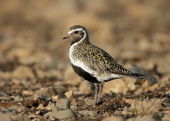 Golden Plover Pluvialis apricaria