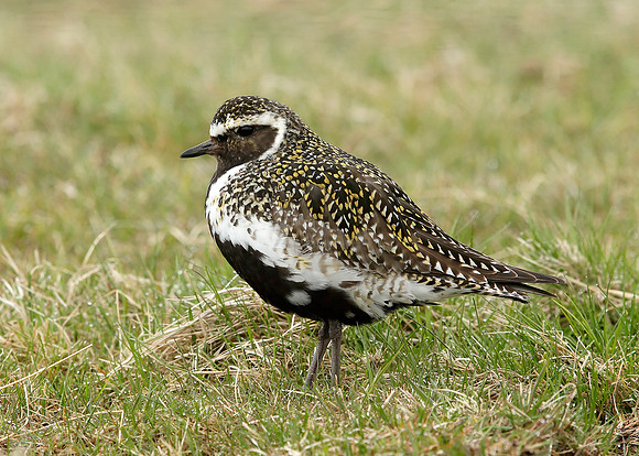 Golden Plover Pluvialis apricaria