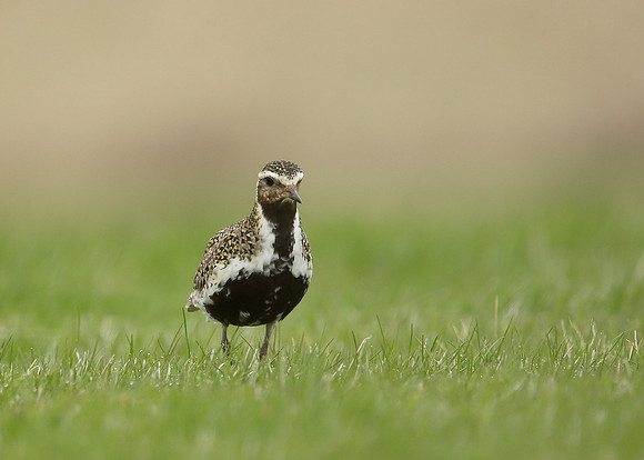 Golden Plover Pluvialis apricaria