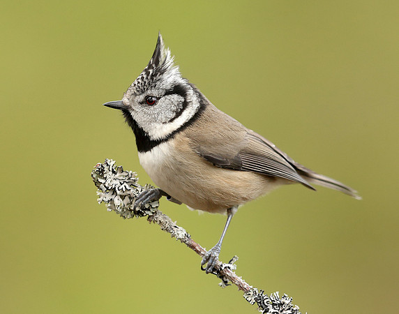 Crested Tit Lophophanes cristatus