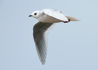 Ross's Gull Rhodostethia rosea