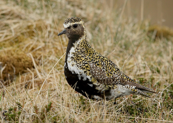 Golden Plover Pluvialis apricaria