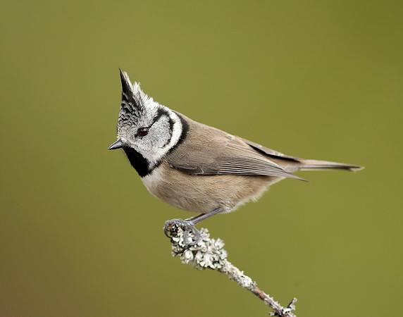 Crested Tit Lophophanes cristatus