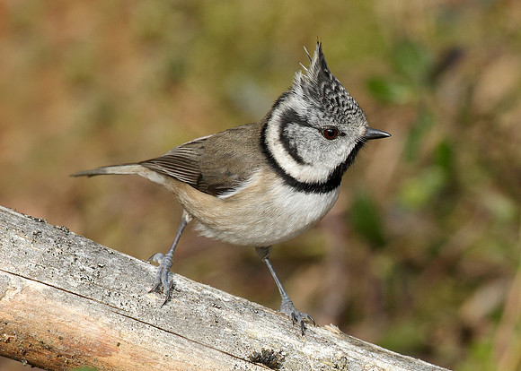 Crested Tit Lophophanes cristatus
