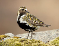 Golden Plover Pluvialis apricaria