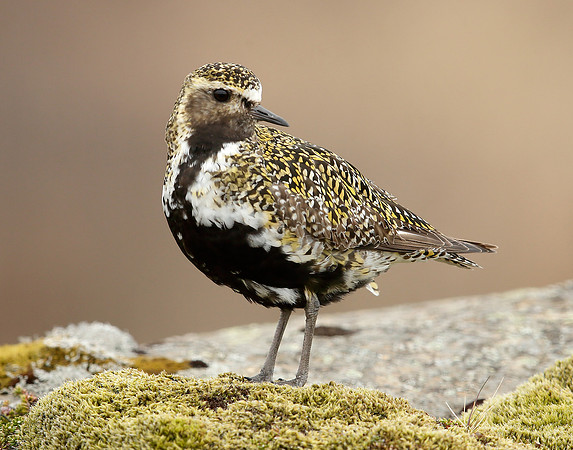 Golden Plover Pluvialis apricaria
