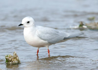 Ross's Gull Rhodostethia rosea