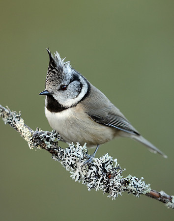 Crested Tit Lophophanes cristatus