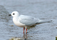 Ross's Gull Rhodostethia rosea