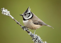 Crested Tit Lophophanes cristatus