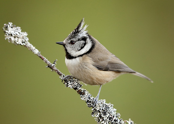 Crested Tit Lophophanes cristatus