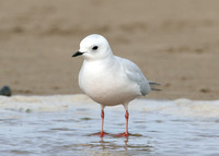 Ross's Gull Rhodostethia rosea