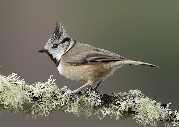 Crested Tit Lophophanes cristatus
