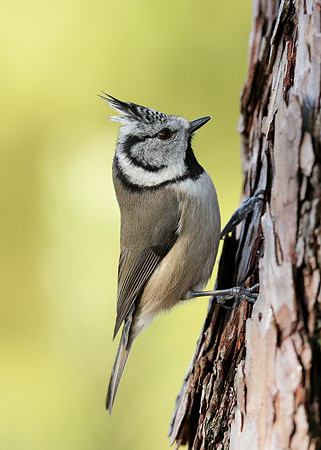 Crested Tit Lophophanes cristatus