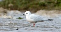 Ross's Gull Lytham May 2008