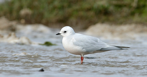 Ross's Gull Rhodostethia rosea