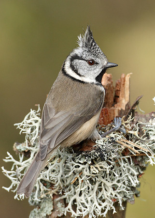 Crested Tit Lophophanes cristatus