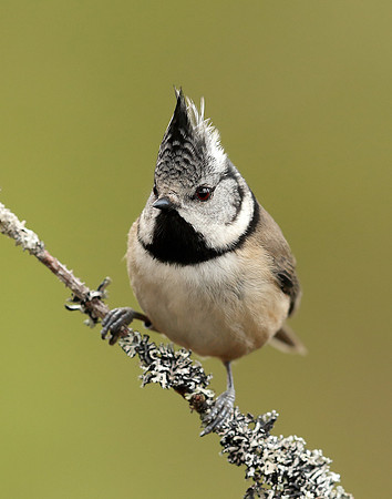 Crested Tit Lophophanes cristatus