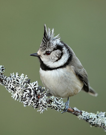 Crested Tit Lophophanes cristatus