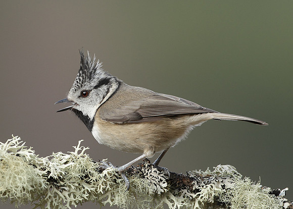Crested Tit Lophophanes cristatus