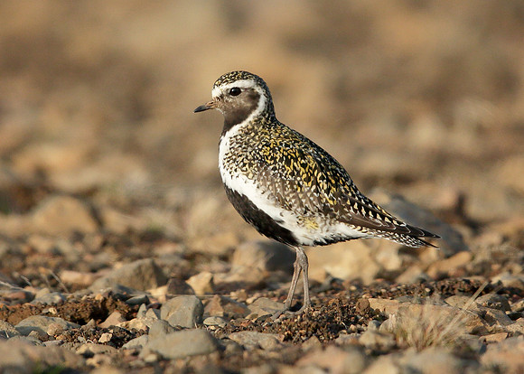 Golden Plover Pluvialis apricaria
