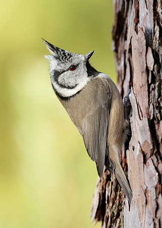 Crested Tit Lophophanes cristatus