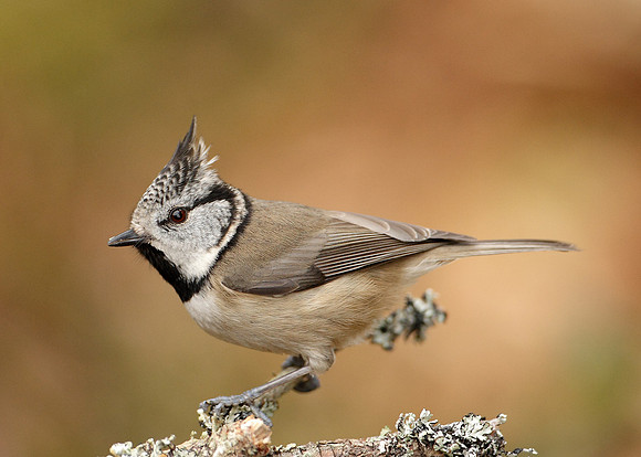 Crested Tit Lophophanes cristatus