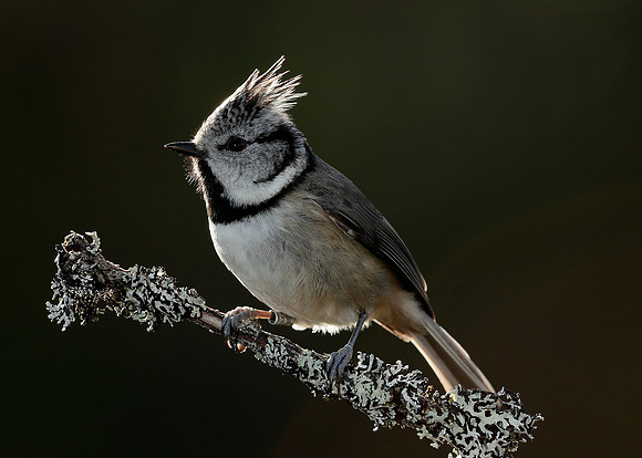 Crested Tit Lophophanes cristatus