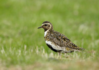 Golden Plover Pluvialis apricaria