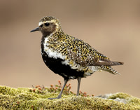 Golden Plover Pluvialis apricaria