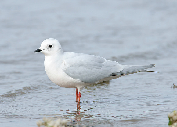 Ross's Gull Rhodostethia rosea