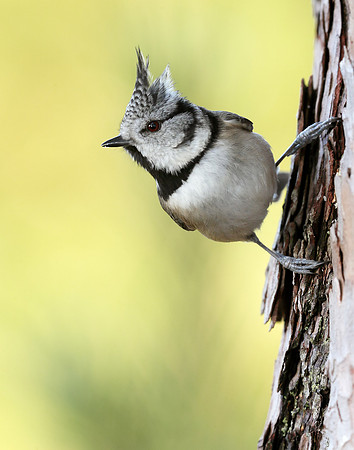 Crested Tit Lophophanes cristatus