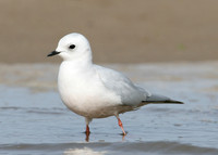 Ross's Gull Rhodostethia rosea