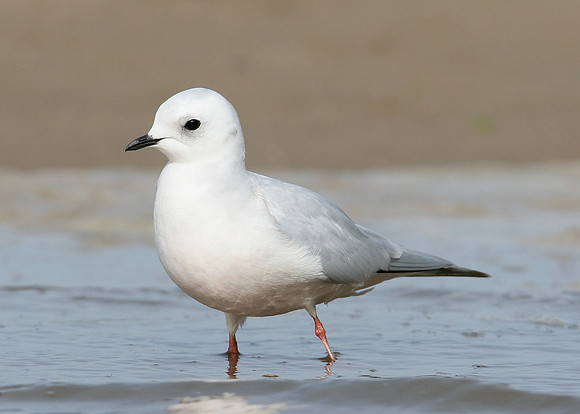Ross's Gull Rhodostethia rosea