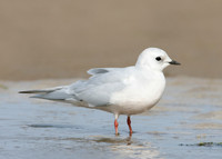 Ross's Gull Rhodostethia rosea