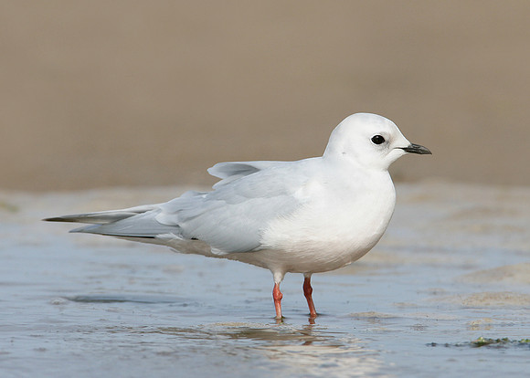 Ross's Gull Rhodostethia rosea