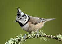 Crested Tit Lophophanes cristatus