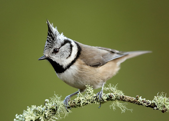Crested Tit Lophophanes cristatus