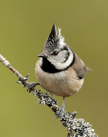 Crested Tit Lophophanes cristatus