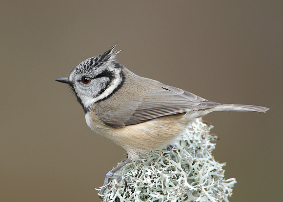 Crested Tit Lophophanes cristatus