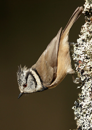 Crested Tit Lophophanes cristatus